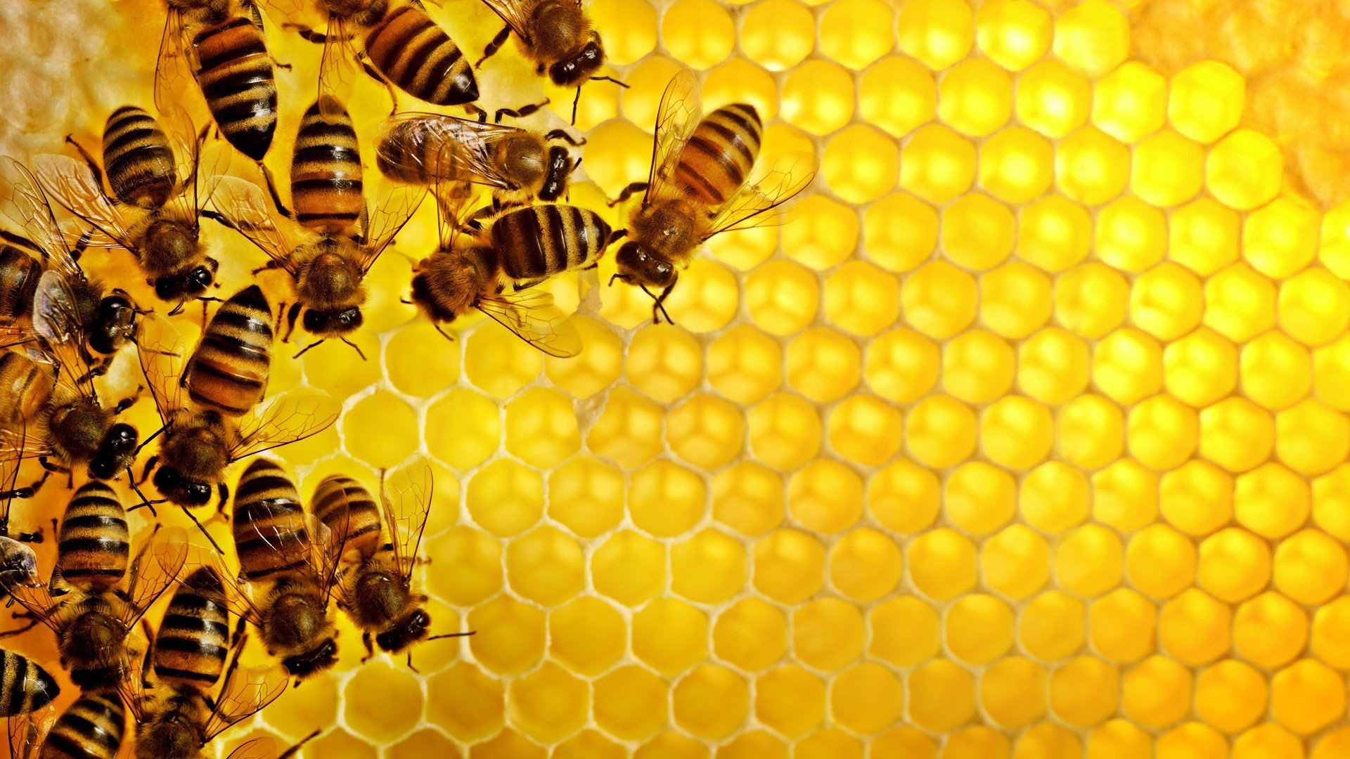 AGRITALK PODCAST; Pollinators. You owe your existence on earth to the humble bee
