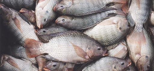 AGRITALK PODCAST: Aquaculture; scarcity of fish, an opportunity to invest