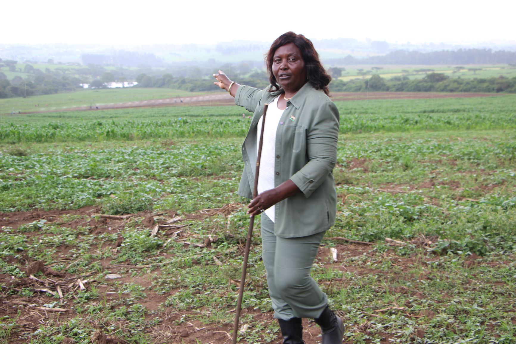 AGRITALK PODCAST: Maintaining large scale maize production; hybrid seeds