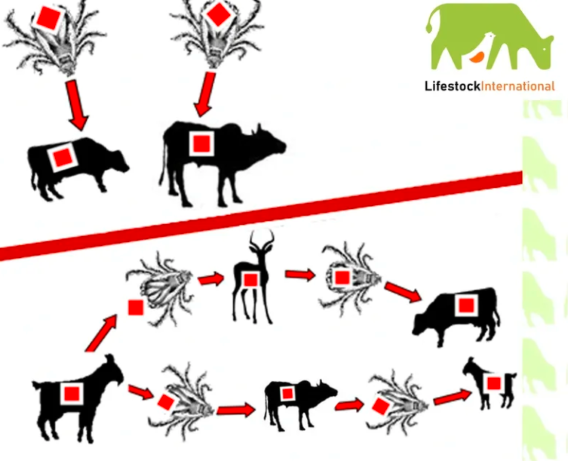 Feeding Africa Podcast: Model practices in transboundary disease control & eradication