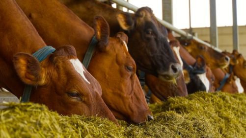Agritalk Podcast: Animal Feed Crisis