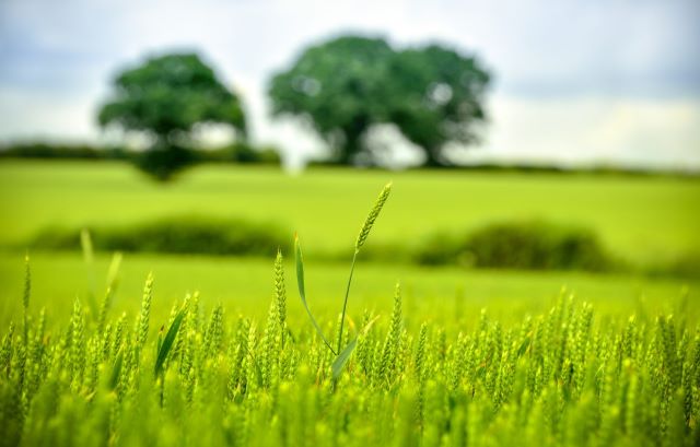 Farming