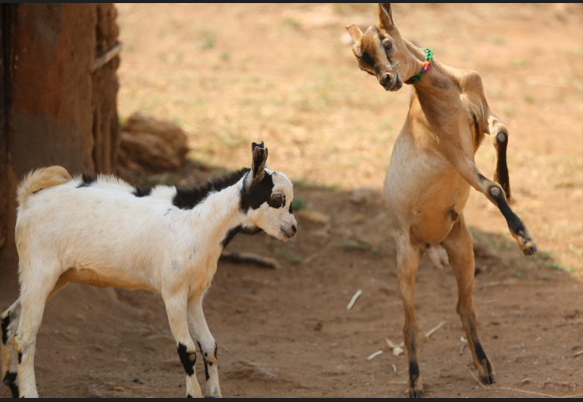Rabies-like disease in sheep & goats | Farming Podcast