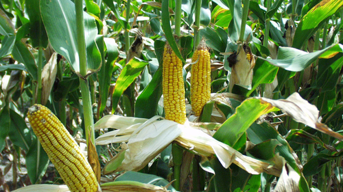 Lift of the ban on GMOs | Agritalk Podcast